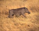 Warthog in Africa